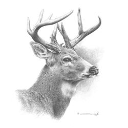 White-Tailed Deer Original Pencil Drawing by Dennis Mayer Jr. Valued at $600.00