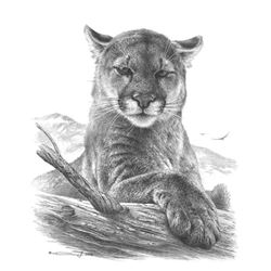 Cougar -  Original Pencil Drawing Original Pencil Drawing by Dennis Mayer Jr. Valued at $600.00