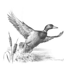 Mallard Duck – Original Pencil Drawing Original Pencil Drawing by Dennis Mayer Jr. Valued at $600.00