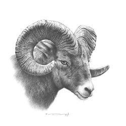 Big Horn Sheep – Original Pencil Drawingby Dennis Mayer Jr. Valued $600