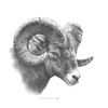 Image 1 : Big Horn Sheep – Original Pencil Drawingby Dennis Mayer Jr. Valued $600