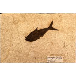 Diplomystus Dantatis Fossil