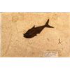 Image 1 : Diplomystus Dantatis Fossil