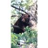 Image 3 : 5 Day Bear Hunt in New Mexico for 1 hunter