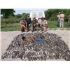 Image 5 : 2 day Mexico Dove hunt for 1 hunter