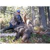 Image 5 : 8 Day Moose hunt in Alberta