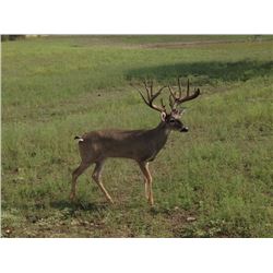 3 day Texas Whitetail and Exotics Hunt for 2 hunters