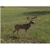 Image 1 : 3 day Texas Whitetail and Exotics Hunt for 2 hunters