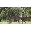 Image 6 : 3 day Texas Whitetail and Exotics Hunt for 2 hunters