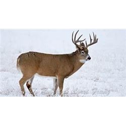 6 day Whitetail Hunt for 1 hunter in Saskatchewan
