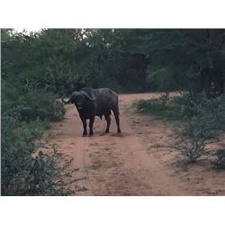Cape Buffalo Hunt for 1 hunter 3 Observers in South Africa