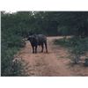 Image 1 : Cape Buffalo Hunt for 1 hunter 3 Observers in South Africa