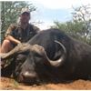 Image 3 : Cape Buffalo Hunt for 1 hunter 3 Observers in South Africa