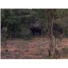 Image 5 : Cape Buffalo Hunt for 1 hunter 3 Observers in South Africa