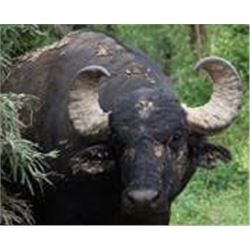 5-Day Water Buffalo Hunt in Argentina for 1 Hunter