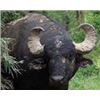 Image 1 : 5-Day Water Buffalo Hunt in Argentina for 1 Hunter