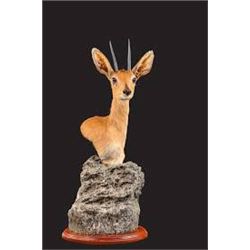 5-Day South African Safari for 1 hunter