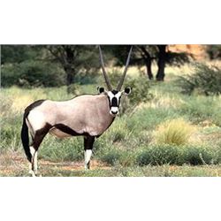 10 Northern Namibian Safari for 2 Hunters & 2 Observers