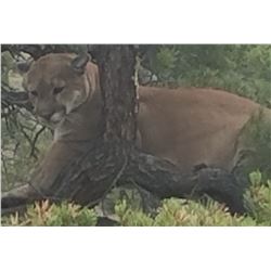 5 Day Cougar hunt in New Mexico for 1 hunter