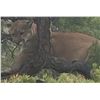Image 1 : 5 Day Cougar hunt in New Mexico for 1 hunter