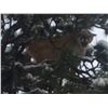 Image 4 : 5 Day Cougar hunt in New Mexico for 1 hunter