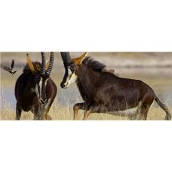 6-Day South African Safari for 2 Hunters and 2 Observers