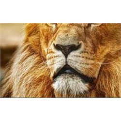 7 Day Safari Filming & Editing for 2 Hunters