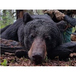 Laforce Outdoors Alberta Black Bear Hunt
