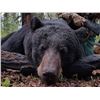 Image 1 : Laforce Outdoors Alberta Black Bear Hunt
