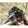 Image 2 : Laforce Outdoors Alberta Black Bear Hunt
