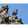Image 2 : New Zealand South Island 5-Day Bull Tahr Hunt