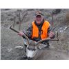 Image 2 : Montana Trophy Mule Deer Hunt