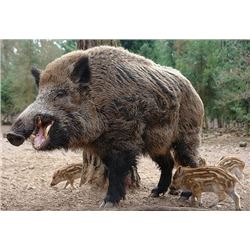 Independence Ranch Texas Hog Hunt