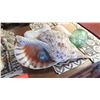 Image 2 : 2 Small Glass Balls & Misc. Natural Seashells (Various Sizes)