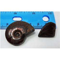 16 - IRIDESCENT AMMONITE FOSSIL