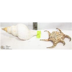 LARGE CONCH SHELL & A LARGE SNAIL SHELL