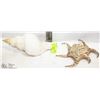 Image 1 : LARGE CONCH SHELL & A LARGE SNAIL SHELL