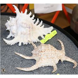 PAIR OF LARGE CONCH SHELLS