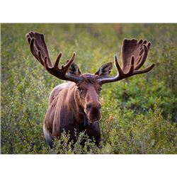 Turnagain Arm Moose Tag Governors Permit (not included in Pick of the Litter