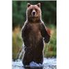 Image 2 : Unimak Island Brown Bear Governors Permit (not included in Pick of the Litter)