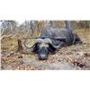 Image 5 : Free Range 9-Day, 1x1 Cape Buffalo Hunt in the famous Selous Game Reserve, Tanzania