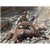 Image 6 : Mid-Asian Ibex Hunt