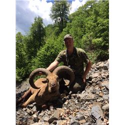 Eastern (Dagestan Tur) Hunt in Azerbaijan