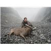 Image 2 : Eastern (Dagestan Tur) Hunt in Azerbaijan