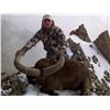 Image 3 : Eastern (Dagestan Tur) Hunt in Azerbaijan