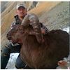 Image 4 : Eastern (Dagestan Tur) Hunt in Azerbaijan