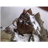 Image 5 : Eastern (Dagestan Tur) Hunt in Azerbaijan