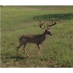 Texas Wild Sheep and Goats, Aoudad and Exotics Hunt for Two Hunters