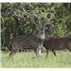 Image 3 : Texas Wild Sheep and Goats, Aoudad and Exotics Hunt for Two Hunters