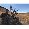 Image 2 : Sundown Outfitting – Alberta Non-resident Mule Deer Hunt